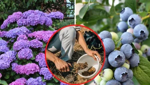 Wyjaśniamy, czym zakwasić ziemię, by kwasolubne rośliny rosły jak najlepiej, kwitły i wydawały owoce. Fot. Pixabay