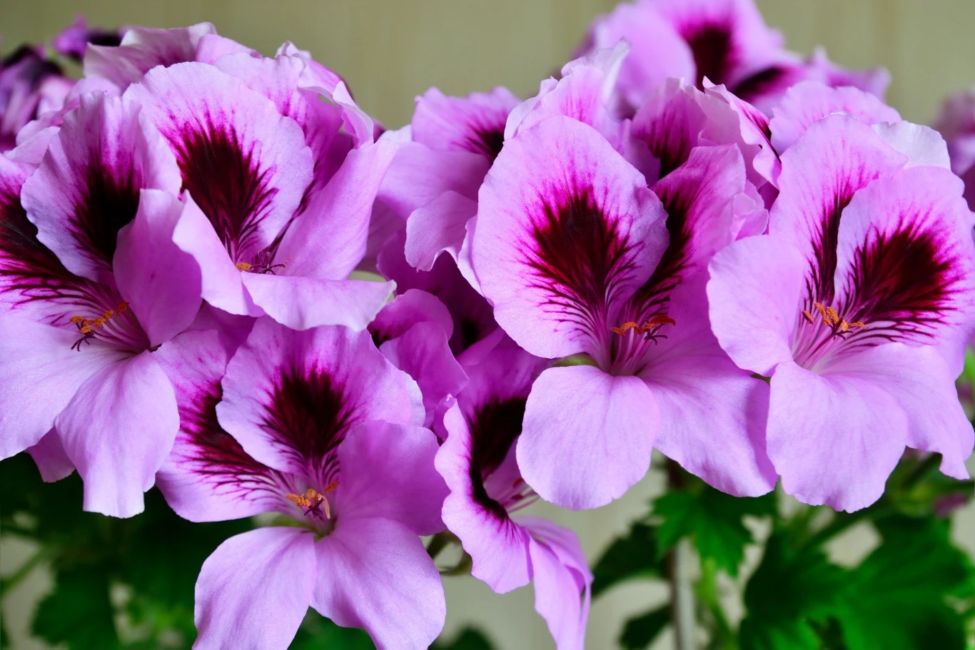 Cechą pelargonii angielskiej są duże kwiaty