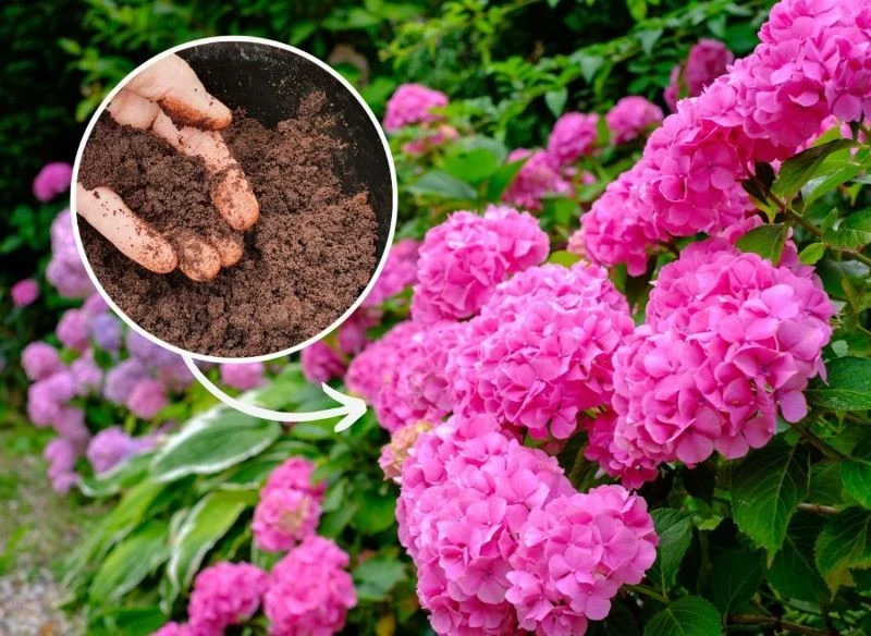 Podpowiadamy, jak zakwasić ziemię pod hortensje domowym sposobem