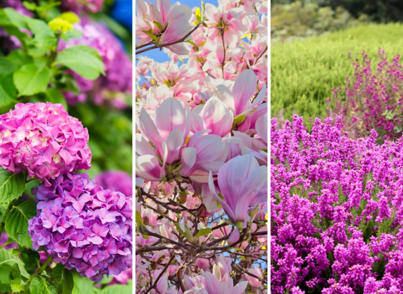 Kwaśną ziemię uwielbiają m