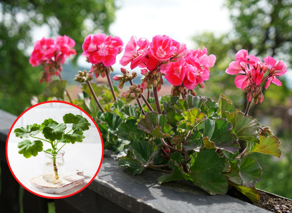 Rozmnażanie pelargonii ze szczepek nie jest wcale trudne
