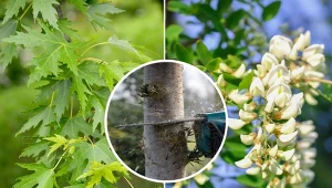 Sprawdź, jakie drzewa można wyciąć bez pozwolenia w 2023 roku.