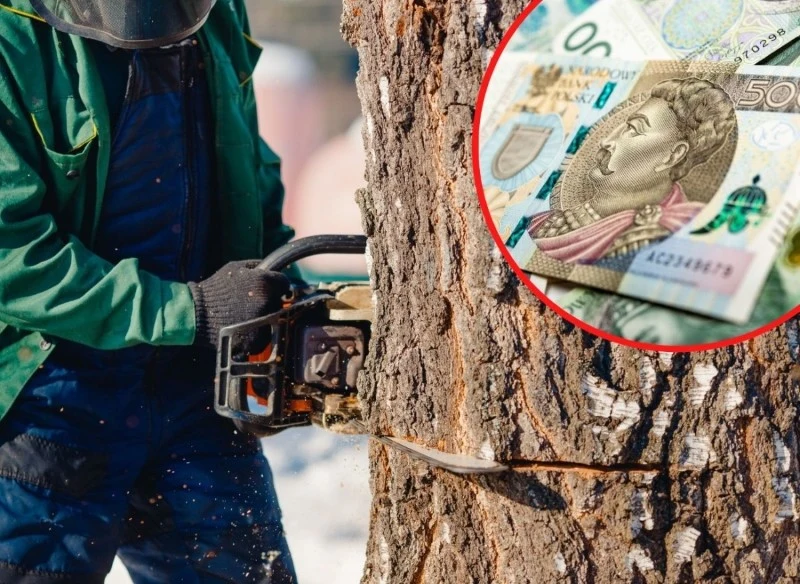 Jakie kary za nielegalną wycinkę drzew lub usunięcie wywrotu bez zgłoszenia