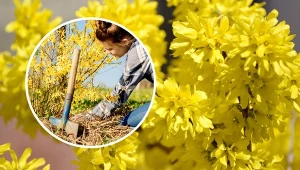 Aby forsycja zachwycała nas swoim wyglądem, musimy o nią właściwie zadbać.