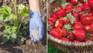 Końcówka marca to pierwszy możliwy termin na przeprowadzanie wiosennego nawożenia.