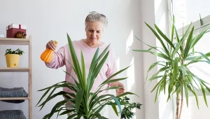 Co zrobić, żeby juka wypuściła dużo nowych liści?