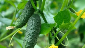 Przedstawiamy, które odmiany ogórków gruntowych są najbardziej odporne na choroby.