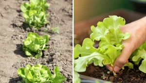 Wyjaśniamy, kiedy siać i jak uprawiać sałatę.