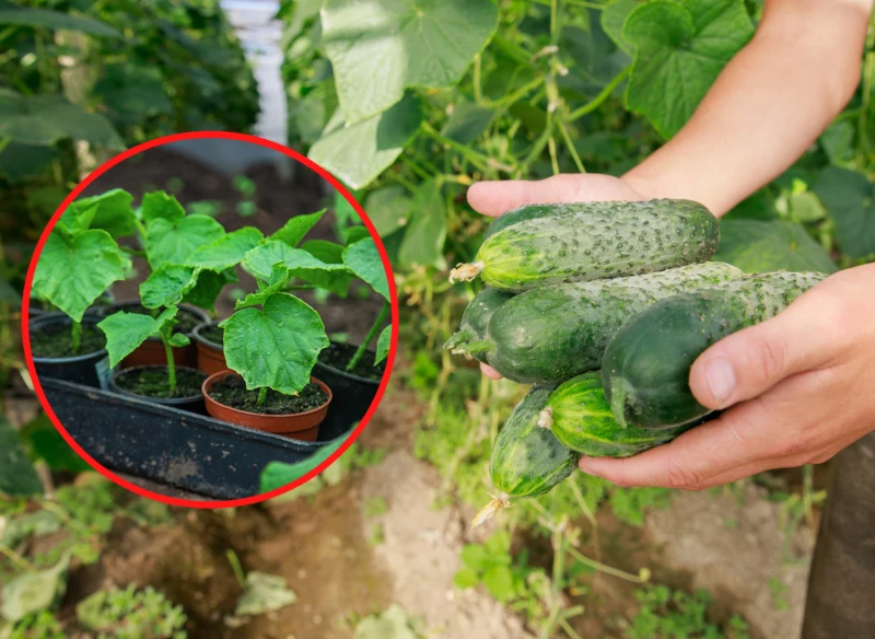Wyjaśniamy, jakie odmiany ogórków gruntowych warto posadzić w ogródku warzywnym