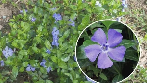 Główny etap kwitnienia barwinka pospolitego przypada wiosną.