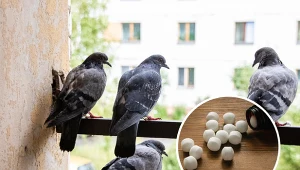 Jak pozbyć się gołębi z parapetu i balkonu i nie wyrządzić im krzywdy? Sprawdź.