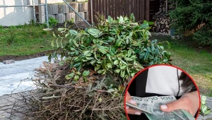 Ścięte gałęzie mogą trafić na kompost, ale mają też inne zastosowanie w ogrodzie.