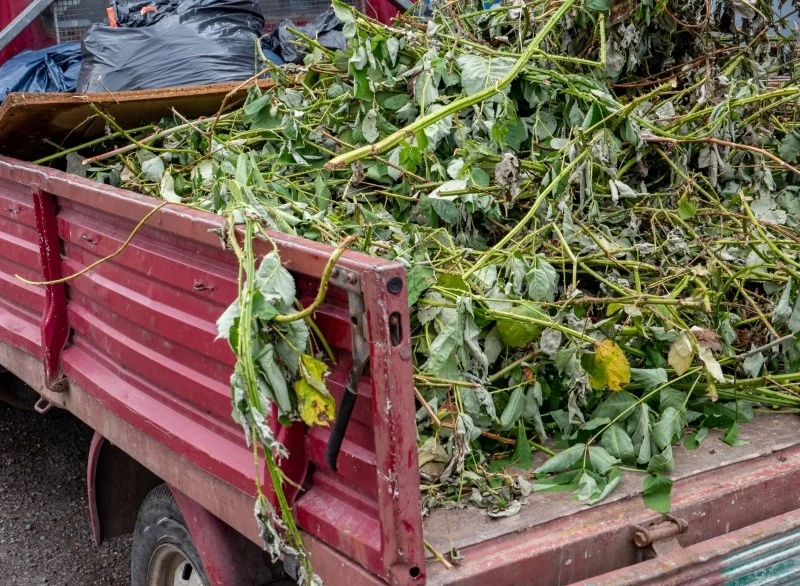 Ścięte gałęzie można przekazać do Punktu Selektywnego Zbierania Odpadów Komunalnych (PSZOK)
