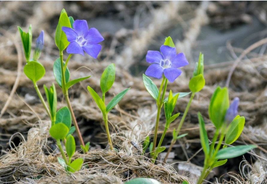 Barwinek to roślina ogrodowa o minimalnych wymaganiach