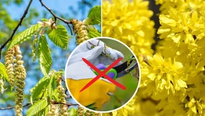 Sprawdź, jakich drzew i krzewów nie wolno przycinać wiosną.