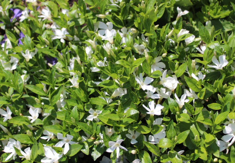 Obecnie znanych jest co najmniej kilkanaście odmian barwinka