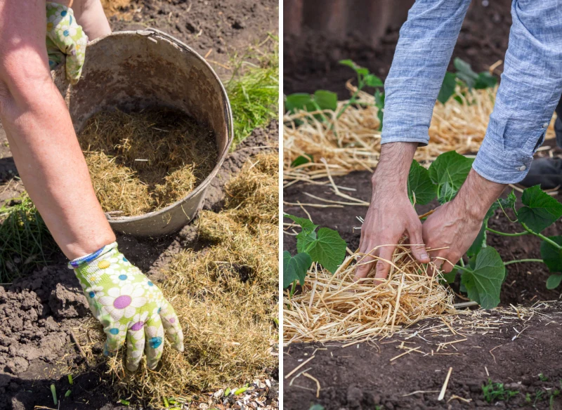 Rabaty można ściółkować nie tylko korą, ale również skoszoną trawą czy słomą