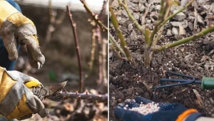 Najlepszą porą na przeprowadzenie zabiegu jest pierwsza połowa kwietnia, czyli okres po odejściu silnych mrozów, ale jeszcze przed rozpoczęciem sezonu wegetacyjnego.