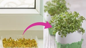 Pikantny i wyrazisty smak to nie wszystko. Rzeżucha ma masę właściwości, które sprawią, że będziesz chciał ją jeść nie tylko od święta.