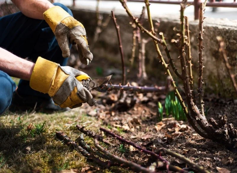 Przycinanie róż należy wykonać, zanim jeszcze zdążą wypuścić nowe pędy