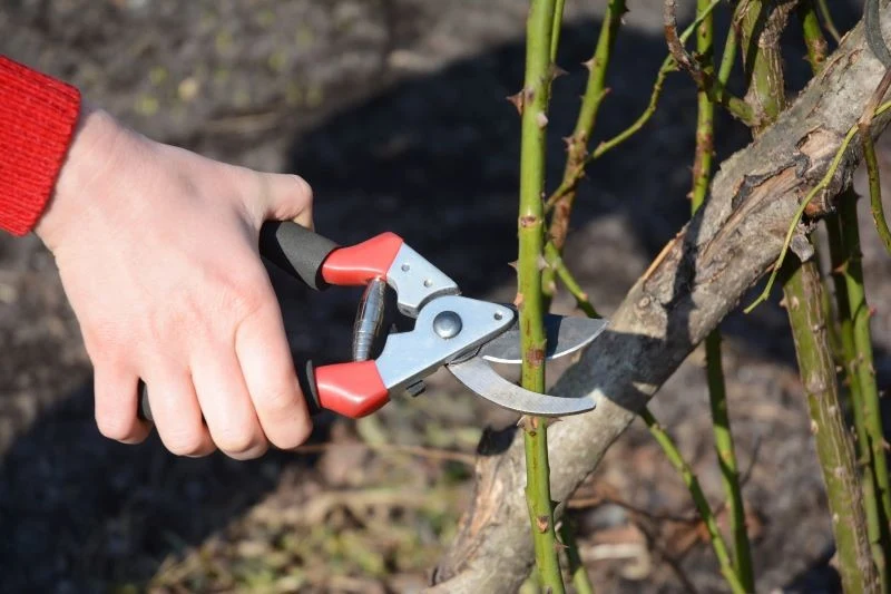 Zawsze przycinamy pędy pod skosem