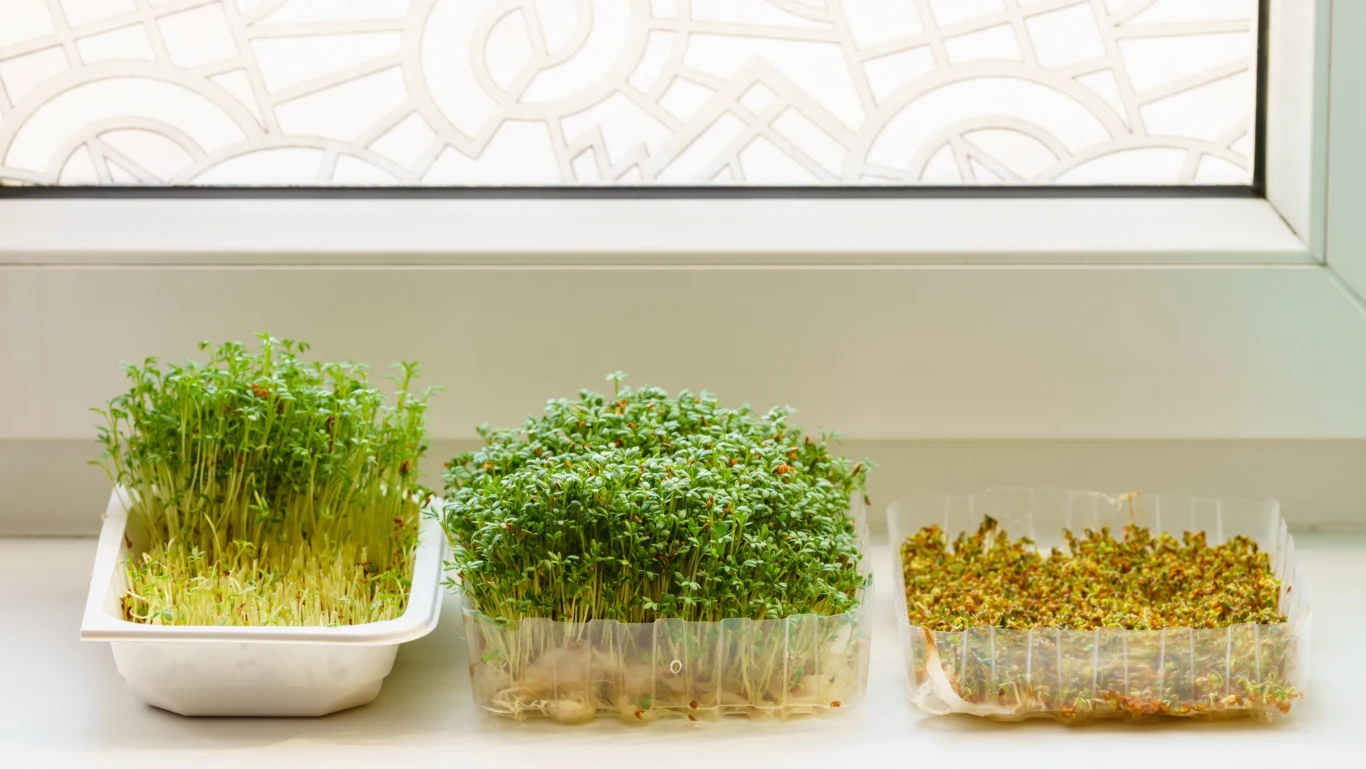 Aby mieć pewność, że rzeżucha będzie w odpowiednim stopniu rozwoju na Wielkanoc warto posiać ją tydzień przed świątecznym śniadaniem