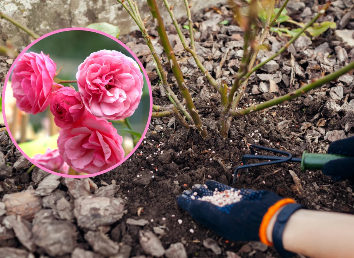 Nawożenie róż pobudza kwitnienie