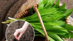 Wiosenne sadzenie czosnku niedźwiedziego. Jak uprawiać roślinę, która obniża ciśnienie i poprawia odporność?