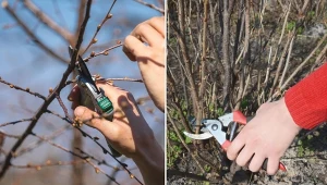 Przycięcie krzewów w marcu pozwala nie tylko rozwijać się widocznym pąkom, ale też wzrastać tym uśpionym, które często znajdują się w zagłębieniach kory.