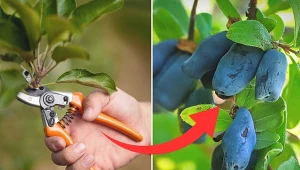 Cięcie jagody kamczackiej powinno polegać przede wszystkim na usuwaniu starych pędów z głębi krzewu.