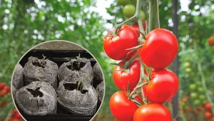 Pomidory można siać w doniczkach, wielodoniczkach, skrzynkach i innych pojemnikach.