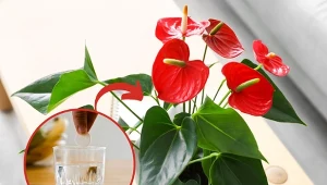 Sprawdź, jak dbać o anturium i co zrobić, żeby zakwitło.