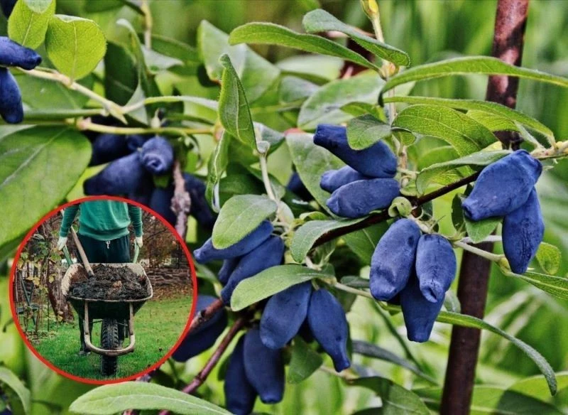 Przed posadzeniem jagody kamczackiej, ziemię w dołku warto użyźnić kompostem, obornikiem lub innym naturalnym nawozem