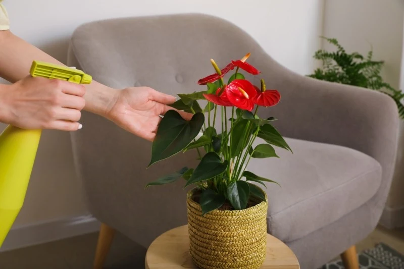 Anturium wymaga wilgotnego, ale nie mokrego podłoża, gdyż jego korzenie mogą zacząć gnić