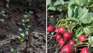 Wyjaśniamy, jak uprawiać rzodkiewkę.