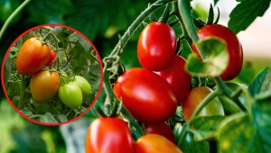 Wyjaśniamy, jakie zalety ma odmiana pomidorów Awizo F1. Fot. Pixabay