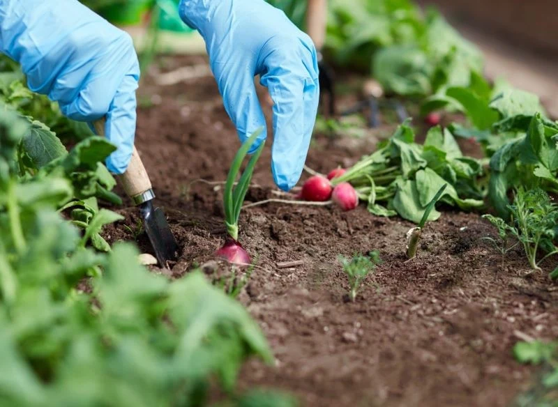 Rzodkiewkę najlepiej zbierać od razu, gdy dojrzeje