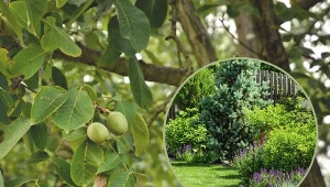 W okolicy orzecha włoskiego zmarnieje wiele roślin.