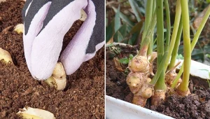 Poznaj tajniki uprawy imbiru w domu.