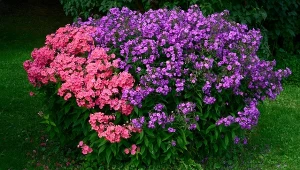 Floksy można wysiać lub posadzić. Kiedy to zrobić?/