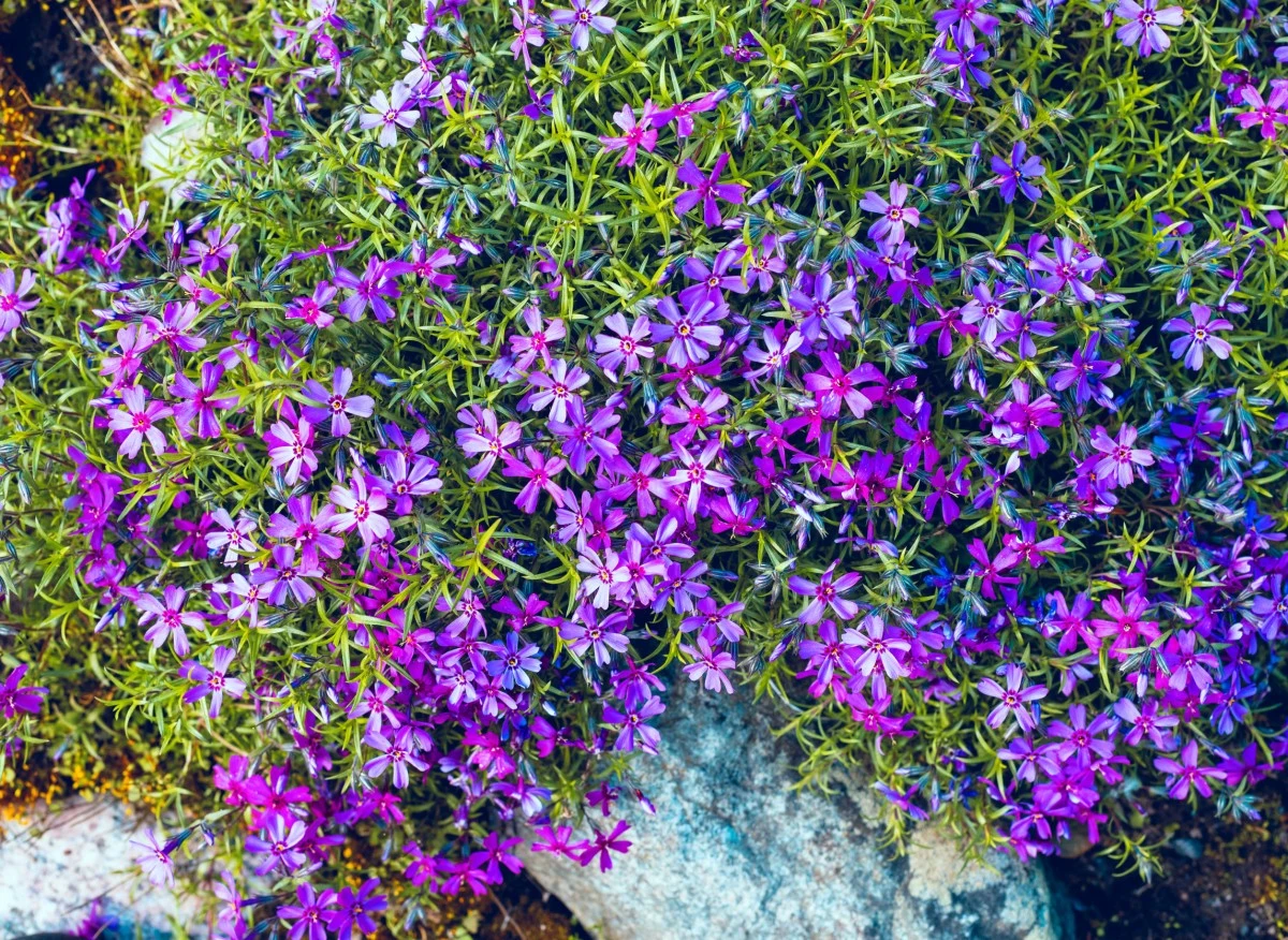 Floksy zakwitają już w kwietniu