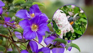 Wiosenne cięcie clematisów jest konieczne dla bujnego kwitnienia tej pięknej byliny.