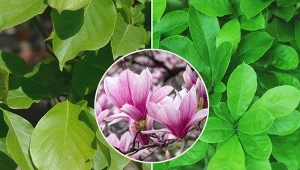 Magnolia wymaga dużo, ale w zamian za cierpliwość i dokładność w pielęgnacji odwdzięcza się kwitnieniem nawet dwa razy do roku. Pierwsze z nich zaczyna się na wiosnę, natomiast drugie, znacznie mniej obfite ma miejsce jesienią