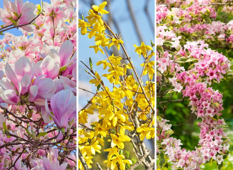 Magnolia, forsycja i krzewuszka to jedne z najpiękniejszych krzewów kwitnących w ogrodzie wiosną