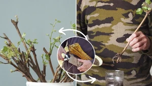 Sprawdź, jak zrobić domowy ukorzeniacz do roślin w ogrodzie.