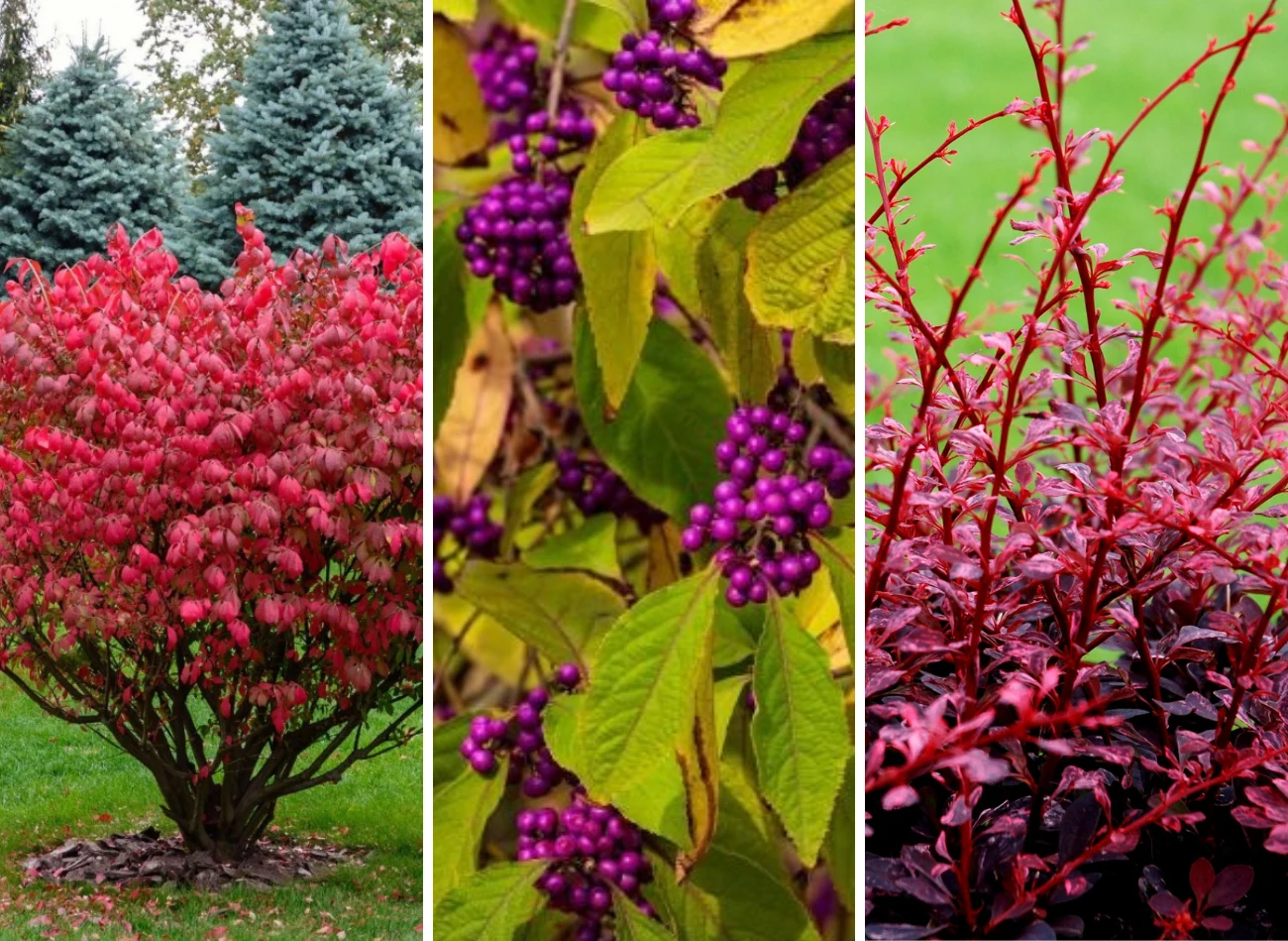 Trzmielina, pięknotka i berberys to krzewy pięknie przebarwiające się na jesień