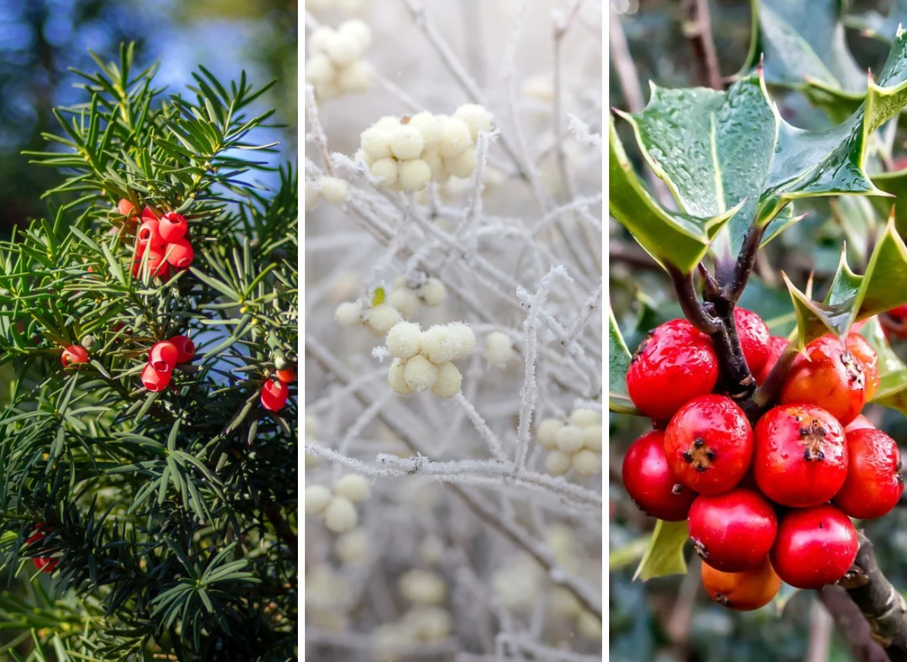 Cis, śnieguliczka i ostrokrzew uatrakcyjnią zimowy ogród