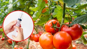 Mikoryza to symbioza korzeni rośliny z grzybami. Poznaj listę zalet uprawy pomidorów z wykorzystaniem mikoryzy. Fot. 123RF.com/CanvaPro