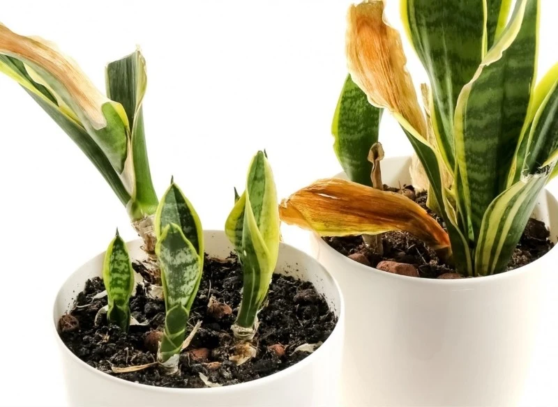 Jak dbać o sansewierię, kiedy gubi liście