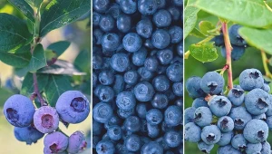 Wybierz odpowiednią odmianę borówki amerykańskiej i zbierz koszyk pysznych owoców.